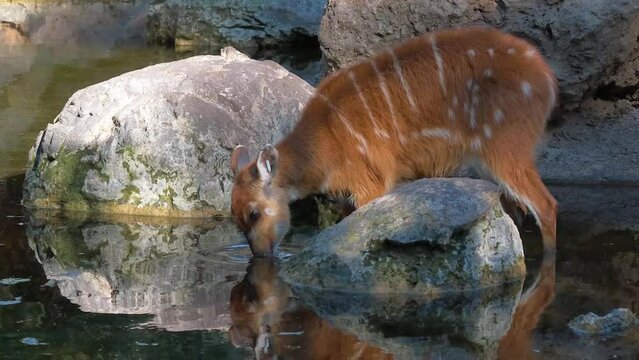 In this serene slow motion video, a Sitatunga antelope drinking water. 