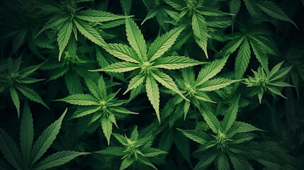 High angle view of marijuana leaves with copy space - obrazy, fototapety, plakaty