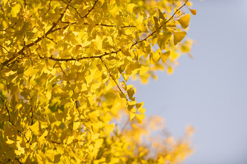 イチョウの紅葉