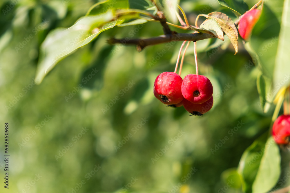 Poster many small red apples on the branches apple tree, sunny day, autumna lot of small red apples on a br