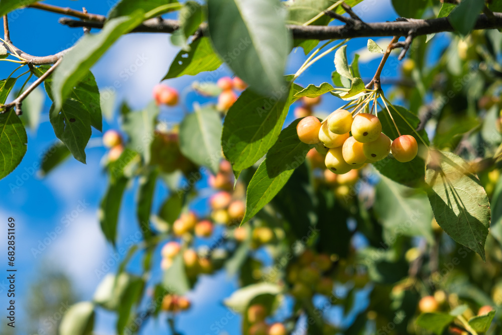 Poster many small red apples on the branches apple tree, sunny day, autumna lot of small red apples on a br