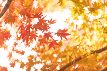 Fototapeta premium モミジの紅葉