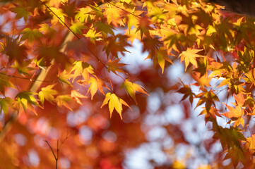 モミジの紅葉