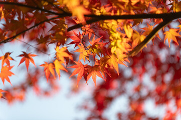 モミジの紅葉