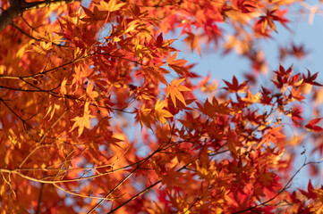 モミジの紅葉