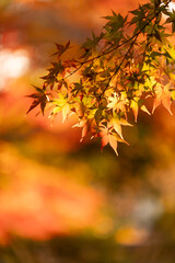 モミジの紅葉