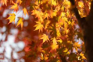 モミジの紅葉