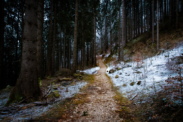 trail in a winter forest