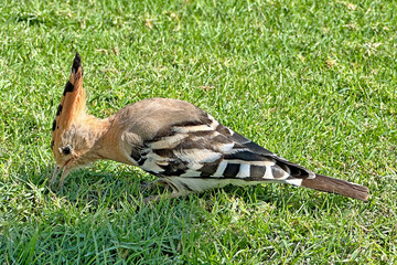 Ein Wiedehopf © Klaus Eppele