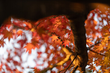 モミジの紅葉