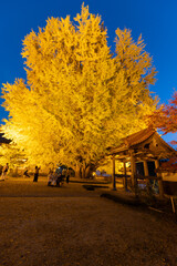 夜のお寺とイチョウの木