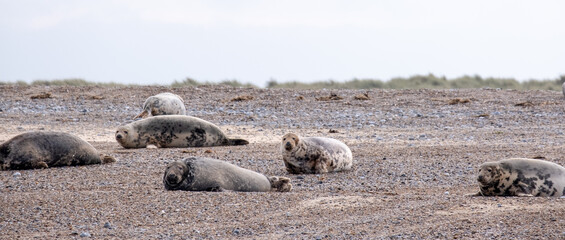 Grey seal colony