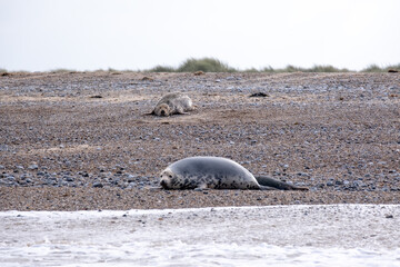 Grey seals on a shingle beach