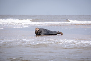 Grey seal basking in the surf on a beach