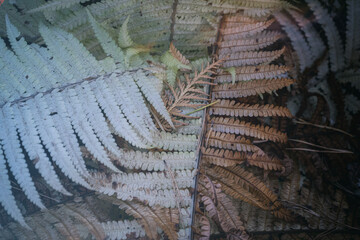 nature background with fern leaves in autumn close up