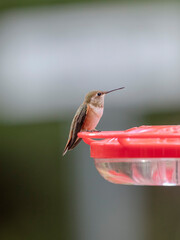 Rufous hummingbird