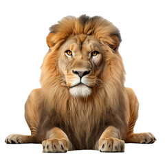 Fototapeta premium Wild Lion isolated on a transparent background, PNG, Wildlife animal