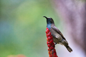 Seychelles sun bird, kolibri, hummingbird on insulin flower, blur background, Mahe, Seychelles 