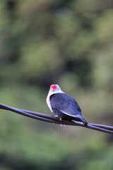 Seychelles blue pigeon on electric cable, blur background, Mahe, Seychelles 