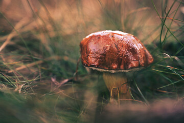 mushroom in the grass
