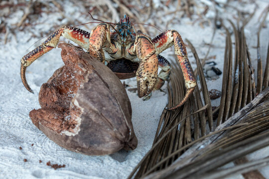 Coconut Crab (Birgus latro), the biggest arthropod in the world eating coconut on the beach on Christmas Island, Australia