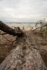 Nature's Resilience: Storm-Scattered Trees Embrace the Shoreline, Where Sea Meets Earth in a Coastal Symphony