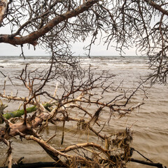 Shoreline Resilience: Fallen Trees Standing Witness to the Eternal Tide's Lullaby