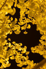 夜のイチョウの葉