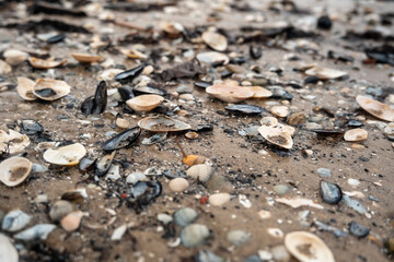 Sands of Splendor: Unearthing Nature's Miniature Marvels Along the Coastline