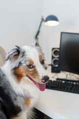 Dog is Sitting at a Computer Chair. Pet at the Office.