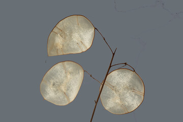 Internal partition of the lunar pod.
Even in low light, this detail of the lunar tuft resembles the Moon.
