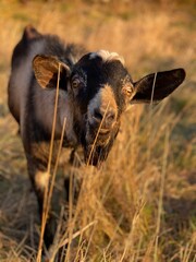goat in the field