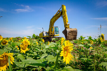 Ripe sunflower field, excavator is digging earth in the background
