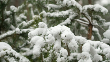 Snow falling down. Pine branches in the snow