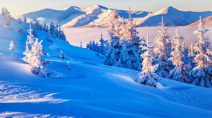 Impressive winter morning in Carpathian mountains with snow covered fir trees. Colorful outdoor...