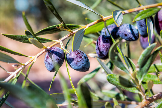 Ripe organic olives on the twig