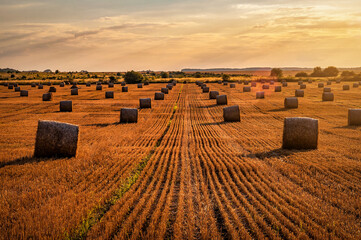 Straw bales on the agricultural field at sunset. Beautiful landscape