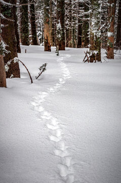 Wild animal footprints in the snow in the winter forest