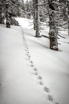 Wild animal footprints track on the snow in the winter forest