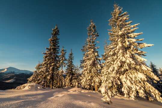 Winter in Carpathian mountains, snow covered firs at sunrise