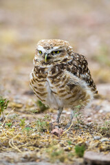 Burrowing Owl perched, La Pampa Province, Patagonia, Argentina.