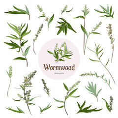 Colorful Wormwood hand drawn sketch. Set of elements on a white background. Medical herb and spice. Vintage wormwood branch. 
