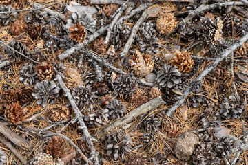 carpet of larch needles and pine cones covering the ground in autumn