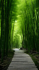 Wooden path winding through a dense bamboo forest
