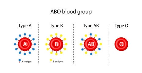 ABO Blood groups. four blood types, A,B, AB and O groups, made up from combinations of the type A and type B antigens. Blood donation. Blood droplets. Vector illustration.