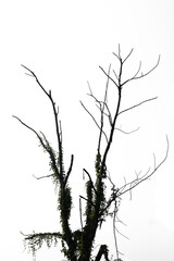 silhouette of a tree