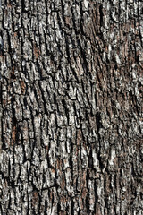 Evergreen oak bark detail