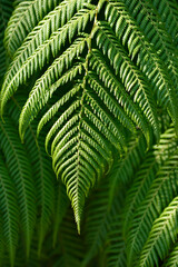 Soft tree fern leaves