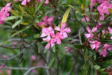 Common oleander flowers