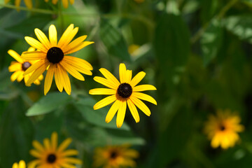 Black-eyed Susan flowers
